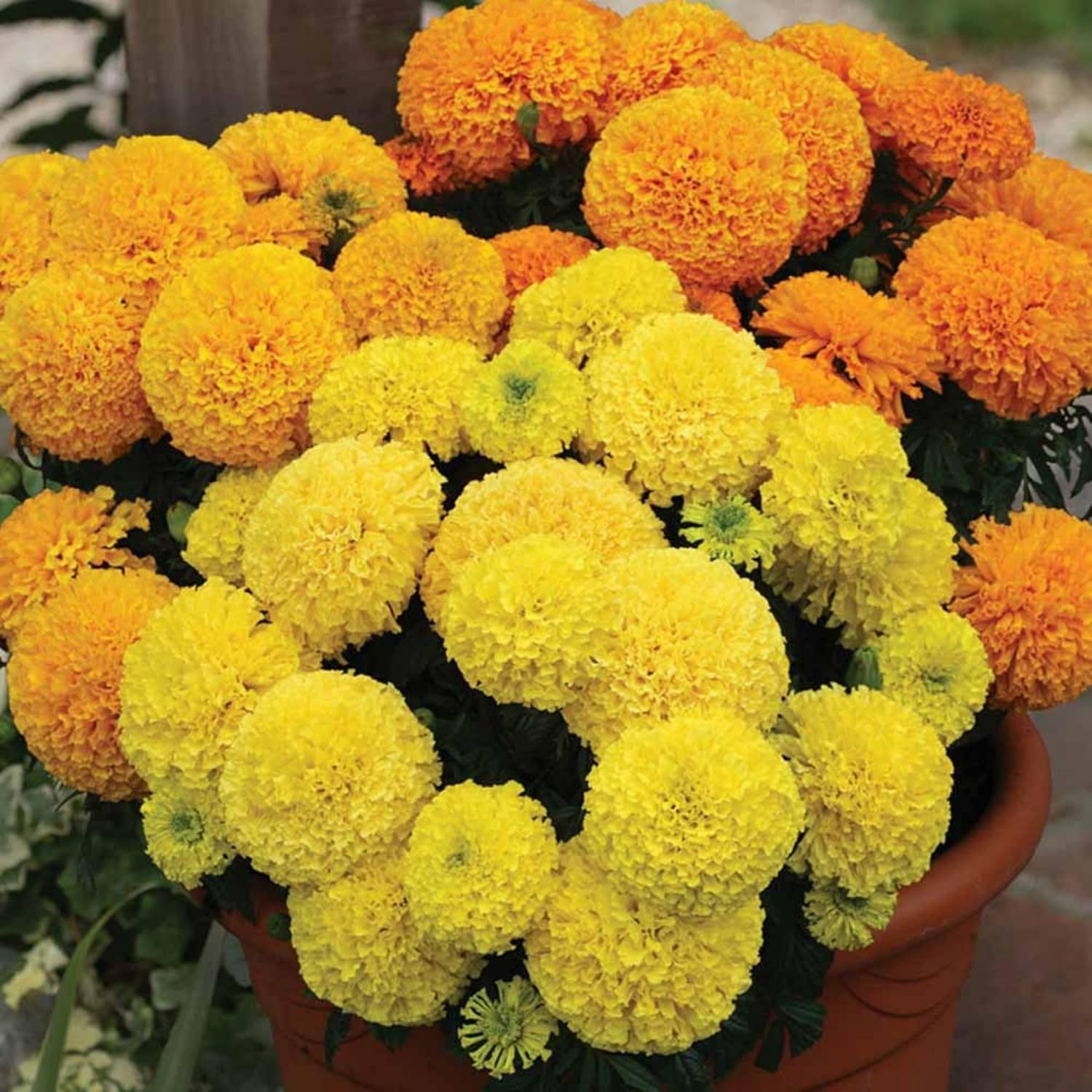 Flower Seeds Combo - African Marigold, French Marigold, Cosmos Seeds & Pansy Seeds - Easy-to-Grow, High-Germination Seed Combo for Home & Outdoor Planting - Image 2