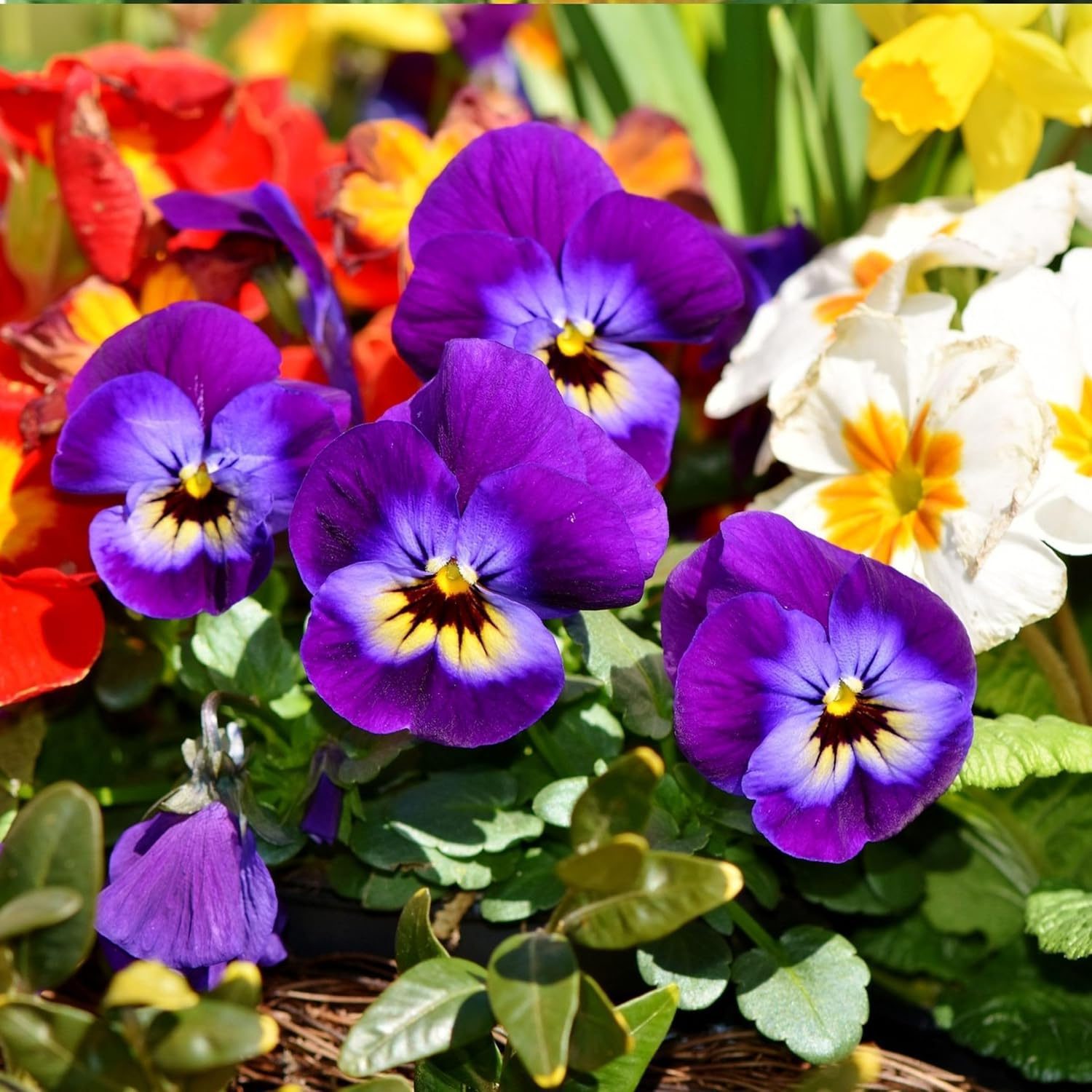 Flower Seeds Combo - African Marigold, French Marigold, Cosmos Seeds & Pansy Seeds - Easy-to-Grow, High-Germination Seed Combo for Home & Outdoor Planting - Image 4