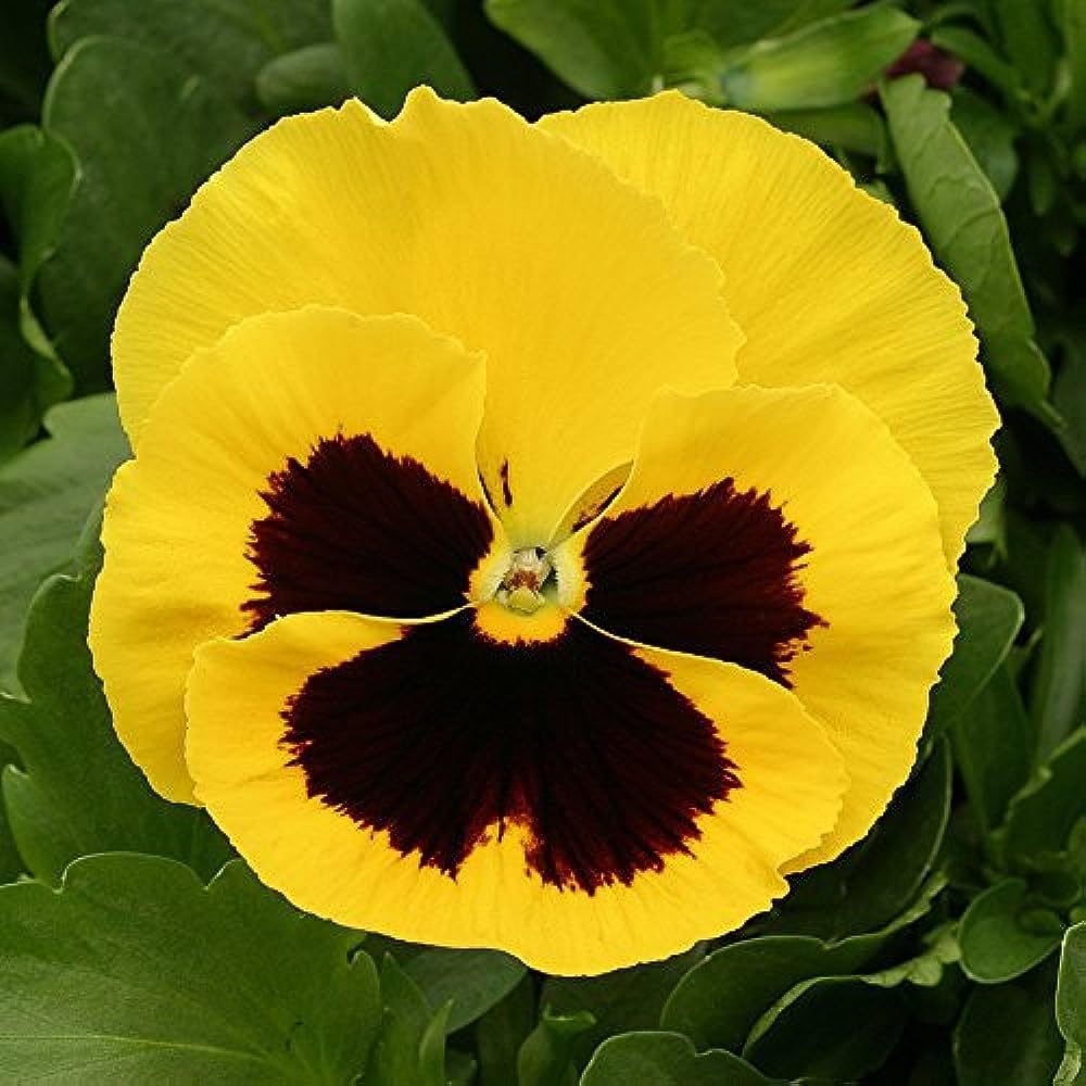 Flower Seeds Combo - African Marigold, French Marigold, Cosmos Seeds & Pansy Seeds - Easy-to-Grow, High-Germination Seed Combo for Home & Outdoor Planting - Image 7