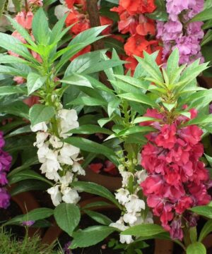 Balsam Dwarf Double Mixed Flower Seed - 100 Seeds Pack for Vibrant Garden Blooms