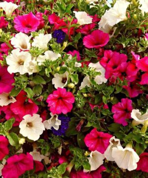 Petunia Seeds Mix Colour - 50 Seeds Pack for a Colorful Garden - Vibrant Blooms Galore