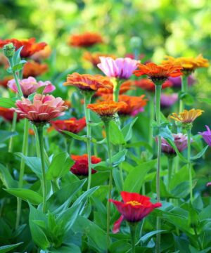 Zinnia Mix Colour Flower Seed - 20 Seeds Pack