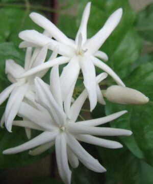 Kunda Downy Jasmine Star Jasmine Flower Plant