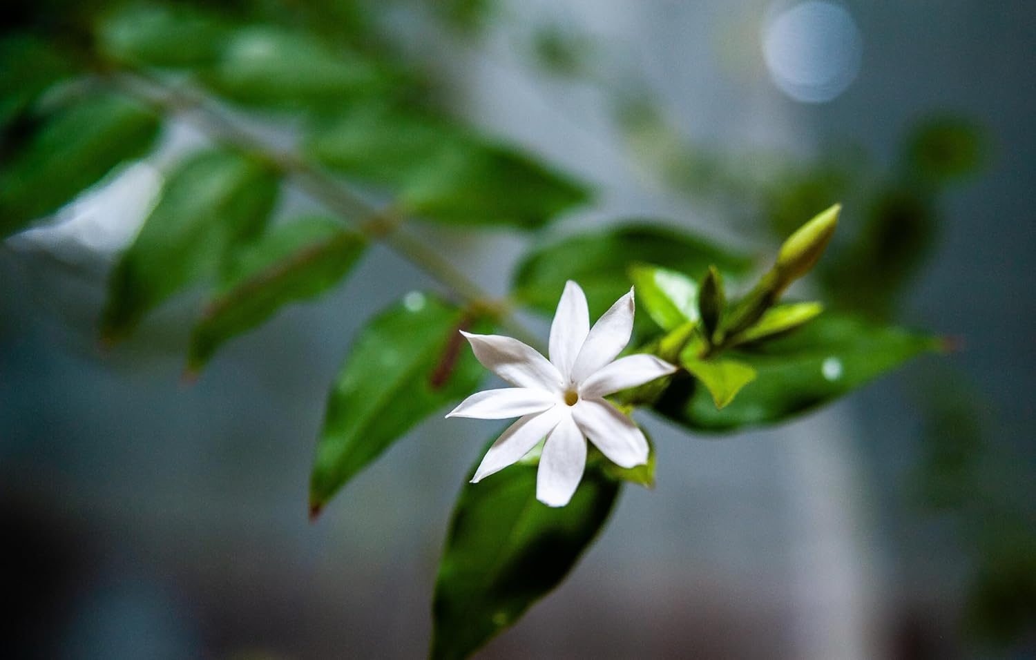 Kunda Downy Jasmine Star Jasmine Flower Plant - Image 3