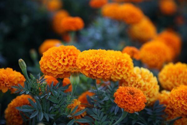 African Marigold Flower Seeds Mix Colour 50 Seeds Pack