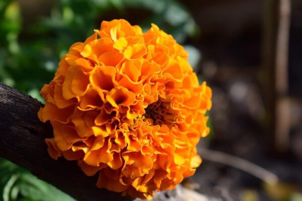 African Marigold Flower Seeds Mix Colour 50 Seeds Pack - Image 2