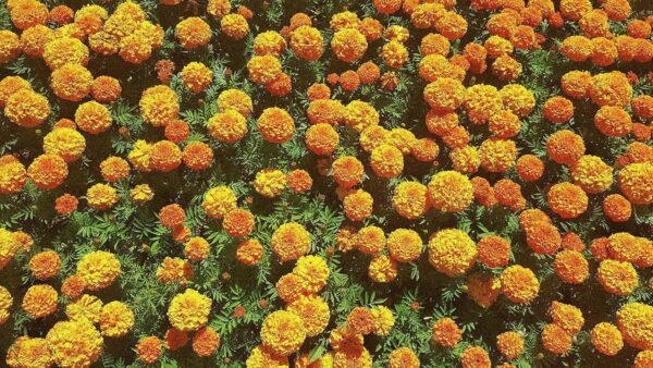 African Marigold Flower Seeds Mix Colour 50 Seeds Pack - Image 3