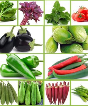 Organic Vegetable Seed Combo Pack, 12 Varieties - Green Spinach, Green Amaranthus, Red Amaranthus, Red Tomato, Long Bottle Gourd, Green Okra, Green Chilli and More