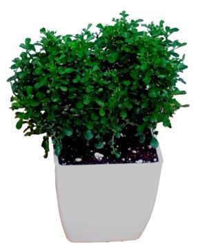 Table Kamini Plant Dwarf Kamini Murraya Paniculata in White Fiber Pot 1 Live Healthy Plant