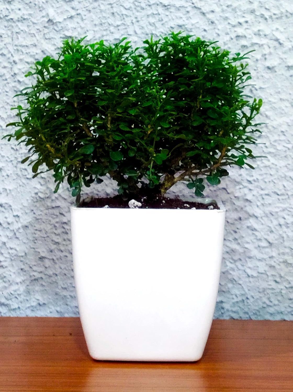 Table Kamini Plant Dwarf Kamini Murraya Paniculata in White Fiber Pot 1 Live Healthy Plant - Image 4