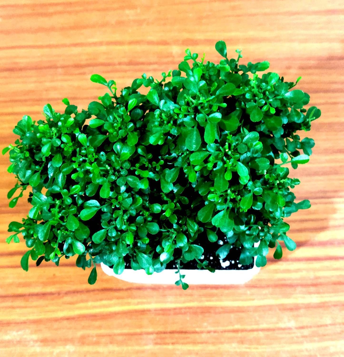 Table Kamini Plant Dwarf Kamini Murraya Paniculata in White Fiber Pot 1 Live Healthy Plant - Image 5