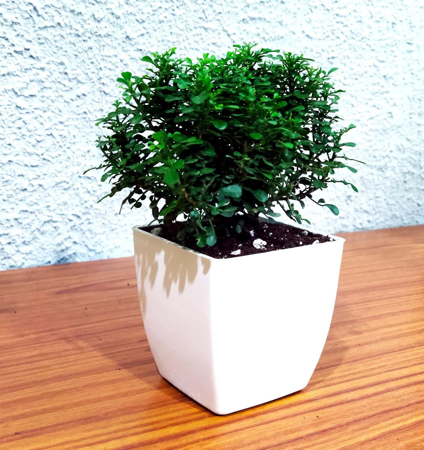 Table Kamini Plant Dwarf Kamini Murraya Paniculata in White Fiber Pot 1 Live Healthy Plant - Image 8