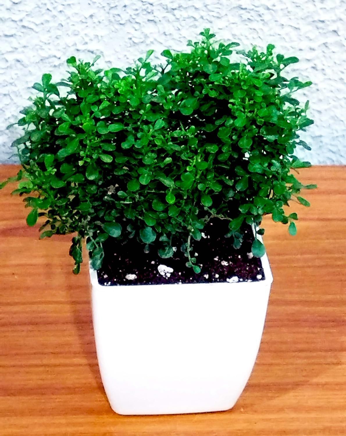 Table Kamini Plant Dwarf Kamini Murraya Paniculata in White Fiber Pot 1 Live Healthy Plant - Image 9