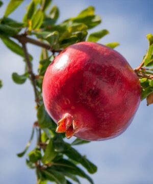 Live Pomegranate Anar Bedana Fruit Plant | Grow Your Own Juicy Pomegranates At Your Home | Hardy Pomegranate Plant for Your Garden | Plant Height 1-1.5 Feet