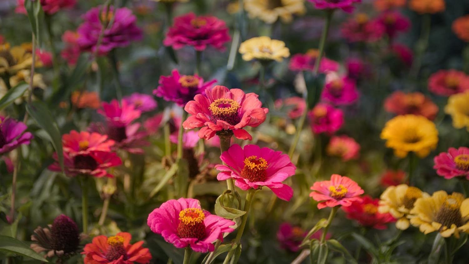 Zinnia Mix Colour Flower Seeds 20 Seeds pack - Image 2