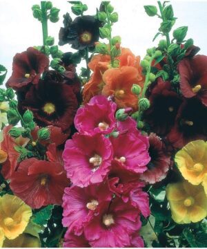Hollyhock Country Romance Mix Colour Flower Seeds