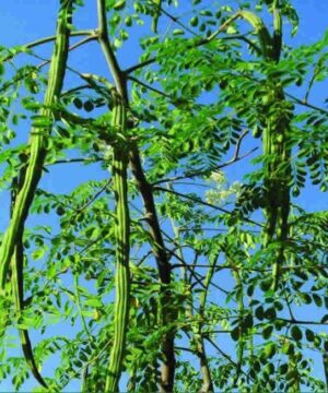Drumstick Vegetable Seeds