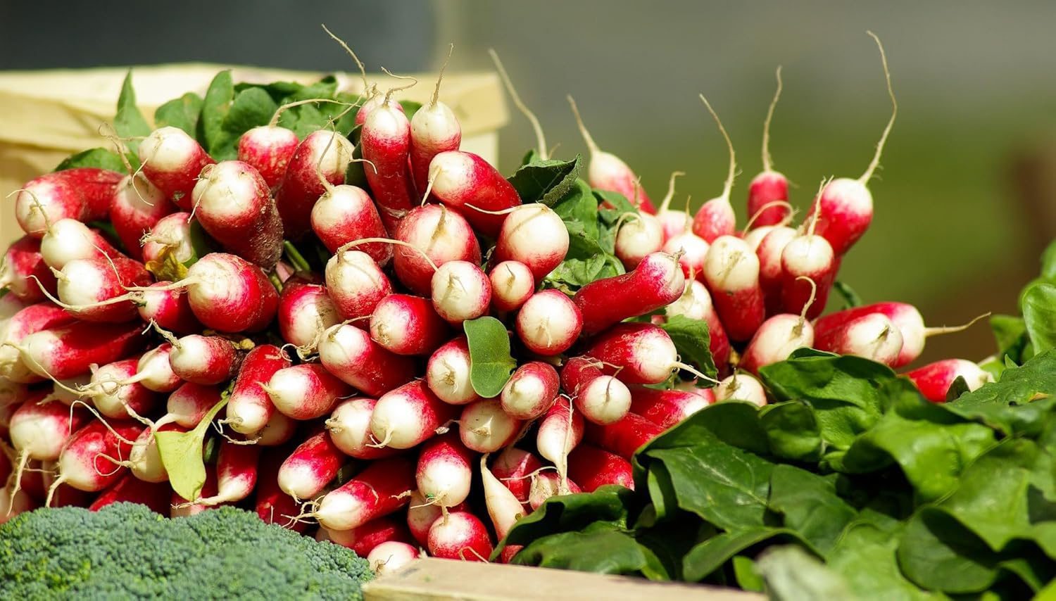 Radish Pink White Seeds - 50 seeds Pack - Image 3
