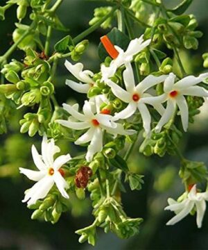 Coral Jasmine Parijat Flower Plant