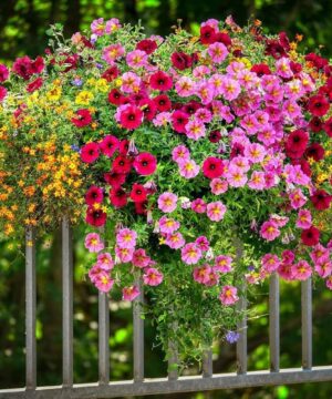 Petunia Mix Colour Flower Seed - 50 Seeds Pack
