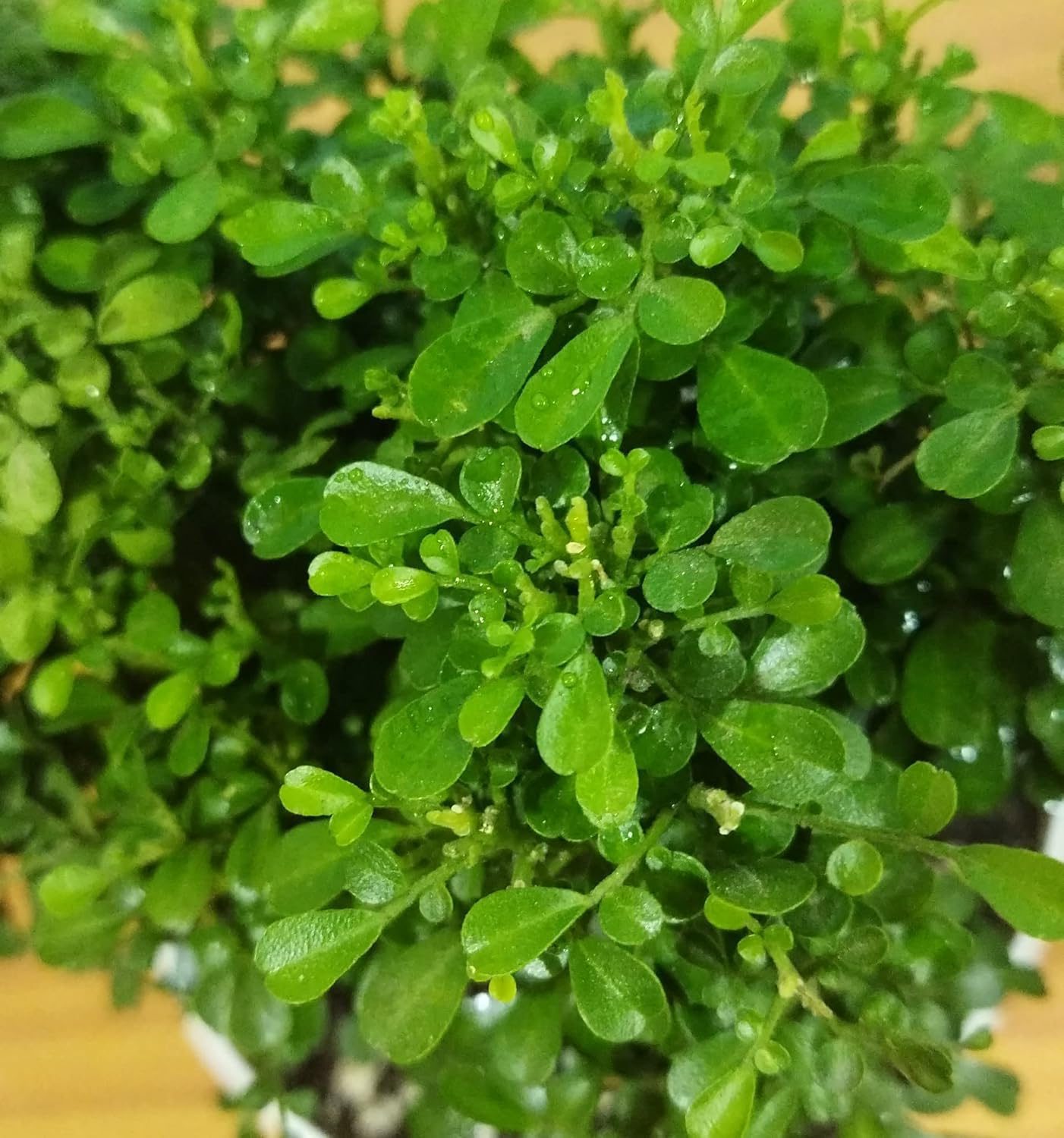 Table Kamini Plant Dwarf Kamini Murraya Paniculata in White Self Watering pot 1 Live Healthy Plant - Image 5