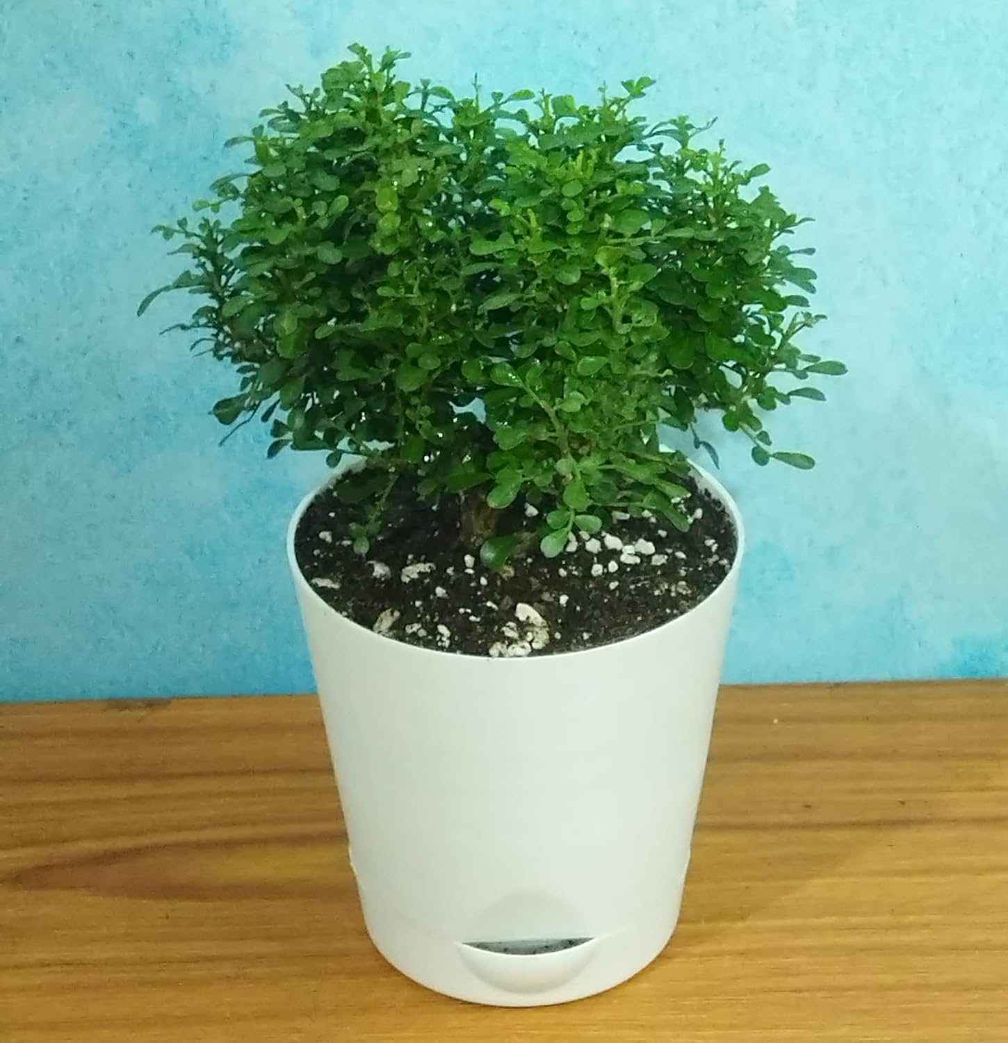 Table Kamini Plant Dwarf Kamini Murraya Paniculata in White Self Watering pot 1 Live Healthy Plant - Image 7