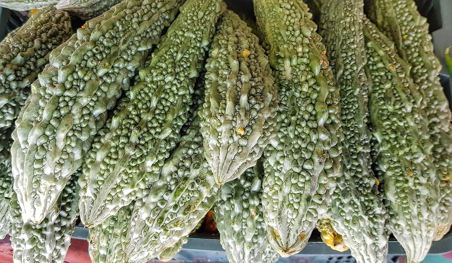 Bitter Gourd Seed, Karela, Karle - 30 Seeds Pack