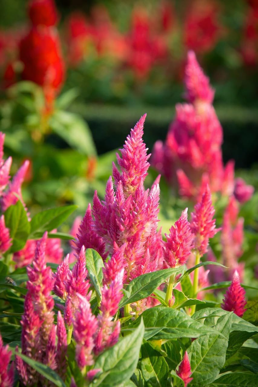Mixed Cockscomb Flowers Seeds 50 Seeds - Image 3