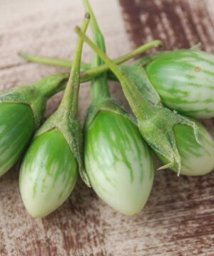 Brinjal Green Oval seeds 50 Seeds