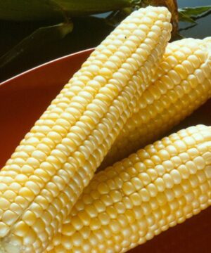 Corn Seeds 20 Seeds