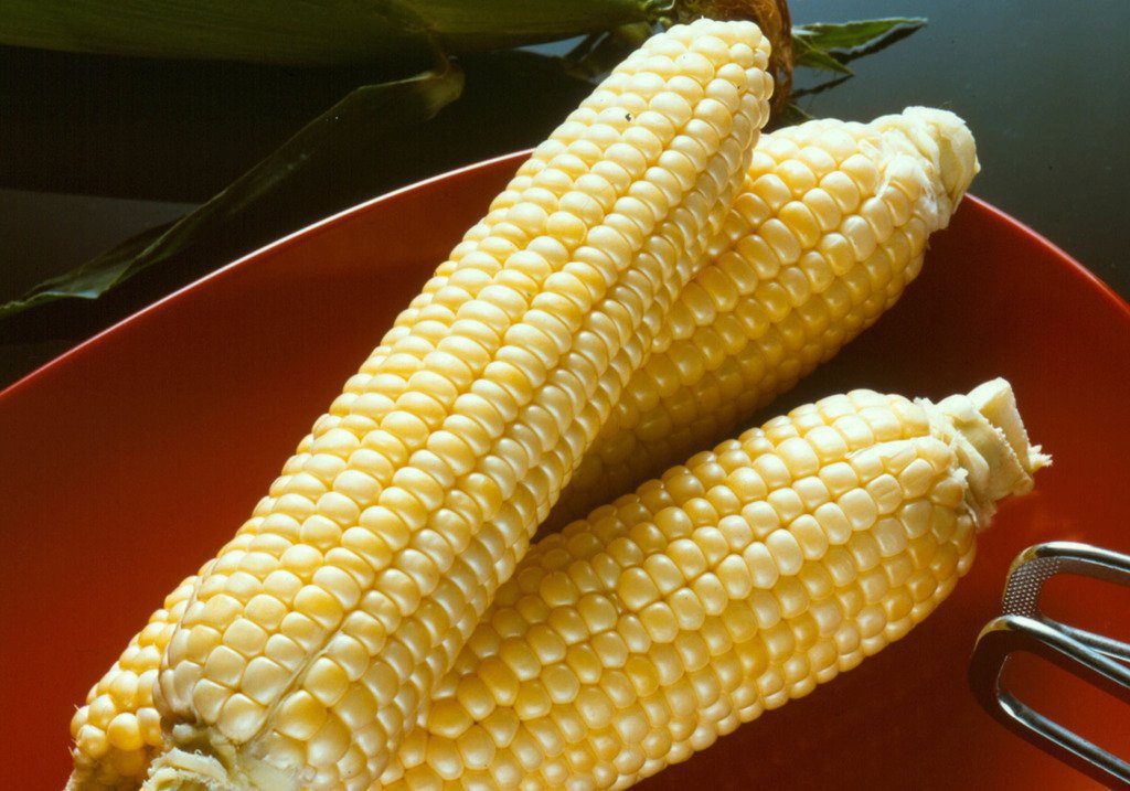 Corn Seeds 20 Seeds