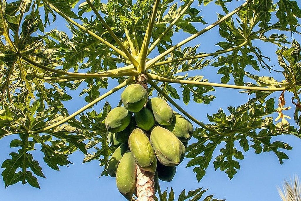 Papaya fruit Seeds 50 seeds