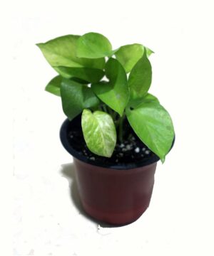 Golden Money Plant, Neon Pothos, Air Purifying Plant, Home Décor Plant, Can Use for Desktop, for Gifting, Lucky Plant, Good Luck, Vastu Plant