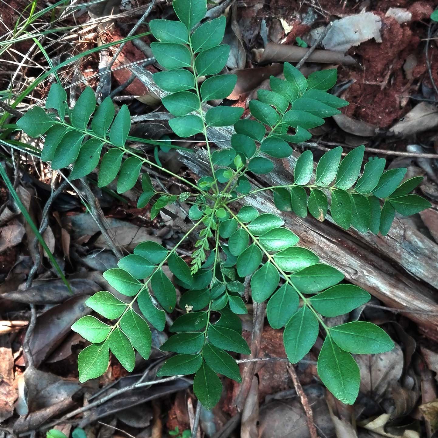 Live Curry Leaf Plant - Curry Patta Plant - Aromatic Herb for Fresh Culinary Adventures - Image 3