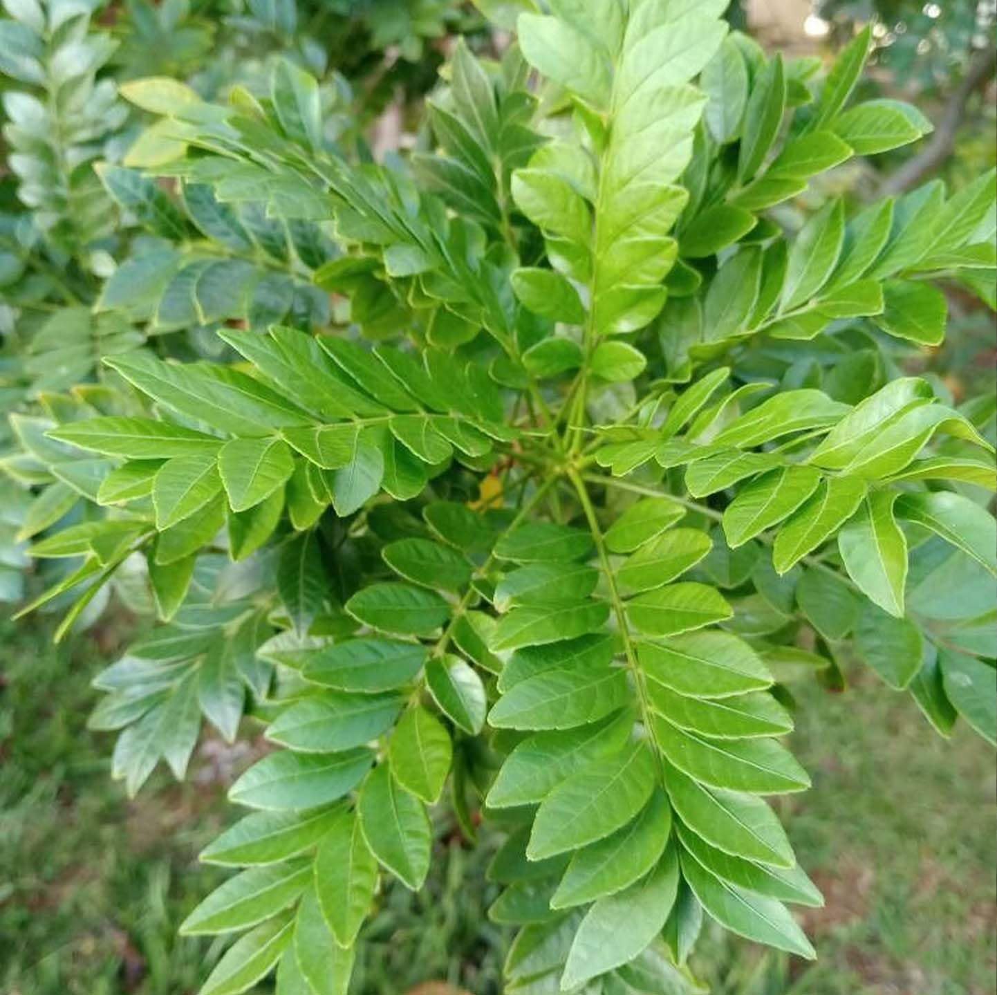 Live Curry Leaf Plant - Curry Patta Plant - Aromatic Herb for Fresh Culinary Adventures - Image 4