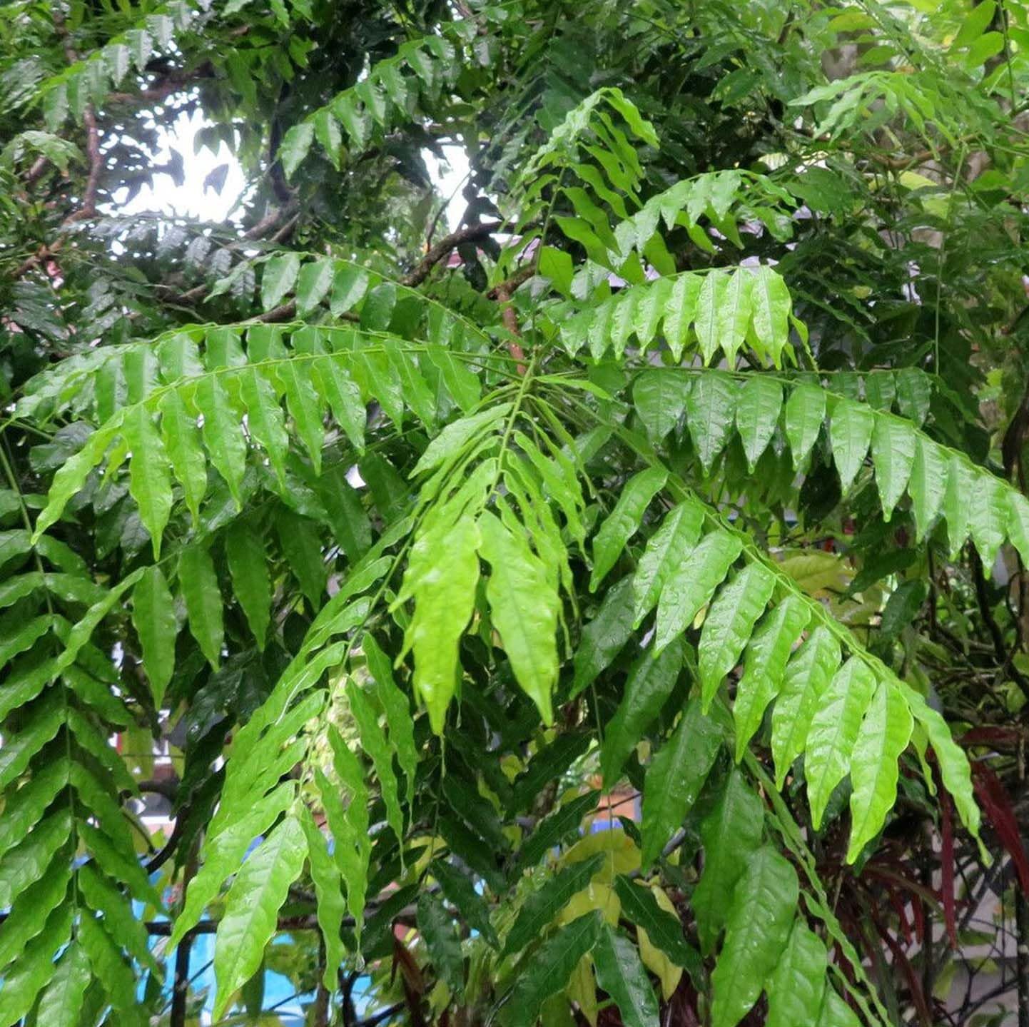 Live Curry Leaf Plant - Curry Patta Plant - Aromatic Herb for Fresh Culinary Adventures - Image 6