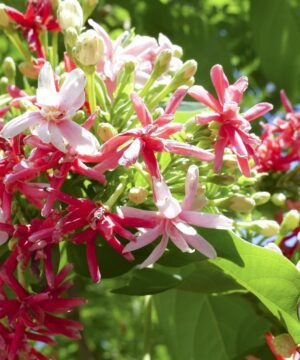 Live Rangoon Creeper Aromatic Honeysuckle Madhumalti Climbing Madhabilata Flower Plant