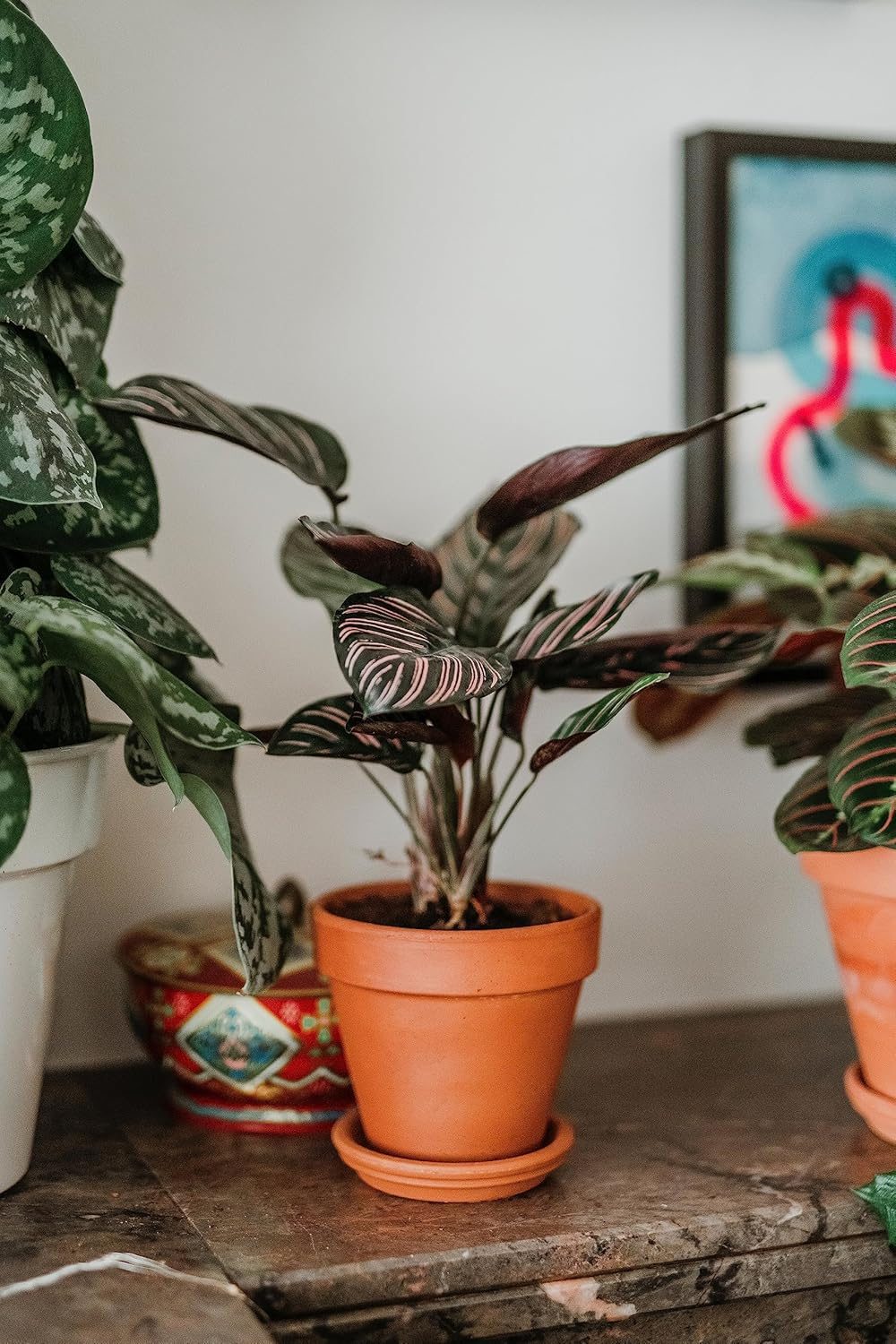 Calathea Ornata Pinstripe Live Indoor Plant Air Purifying Prayer Plant in Pot - Image 2