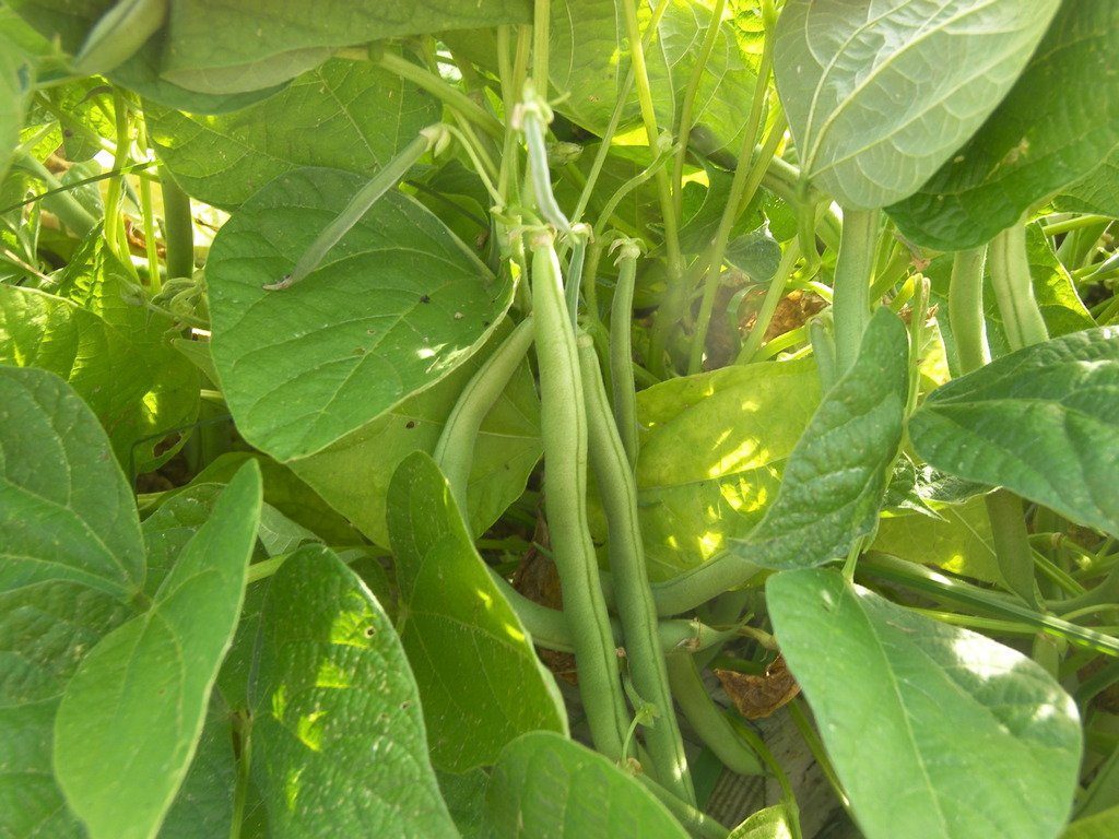 Pole Bean Seeds 20 Seeds