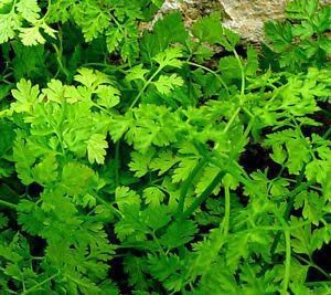 Parsley Seed, Chervil, Gourmet Parsley, Anthriscus, Herb Seed - Pack of 100 Seeds