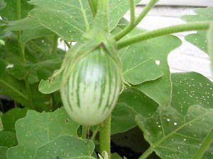 Brinjal Green Oval Eggplant Seed - 50 Seeds pack