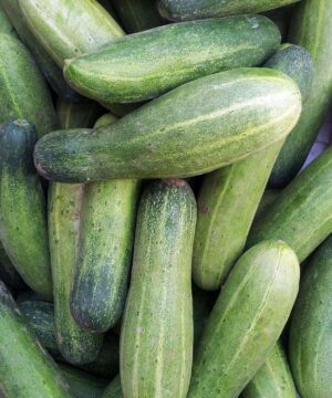 Cucumber Kakdi Seeds 50 Seeds