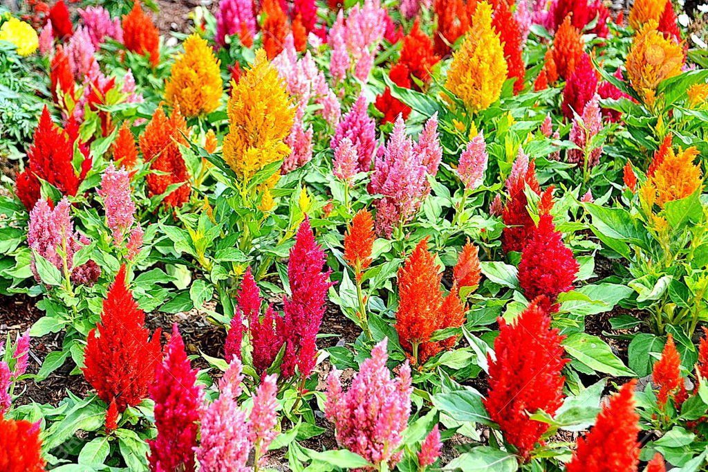 Celosia, Cockscomb, Woolflower, Mix Colour Flower Seed - 40 Seeds