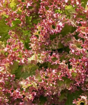 Red Lettuce Seeds - Lactuca sativa Vegetable Seeds