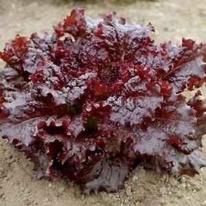 Red Lettuce Seeds - Lactuca sativa Vegetable Seeds - Image 2