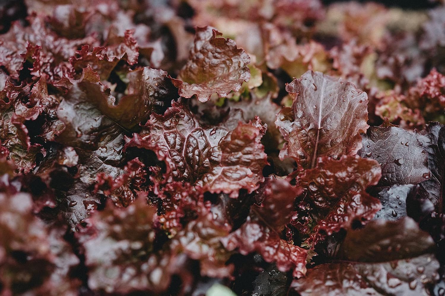 Red Lettuce Seeds - Lactuca sativa Vegetable Seeds - Image 3