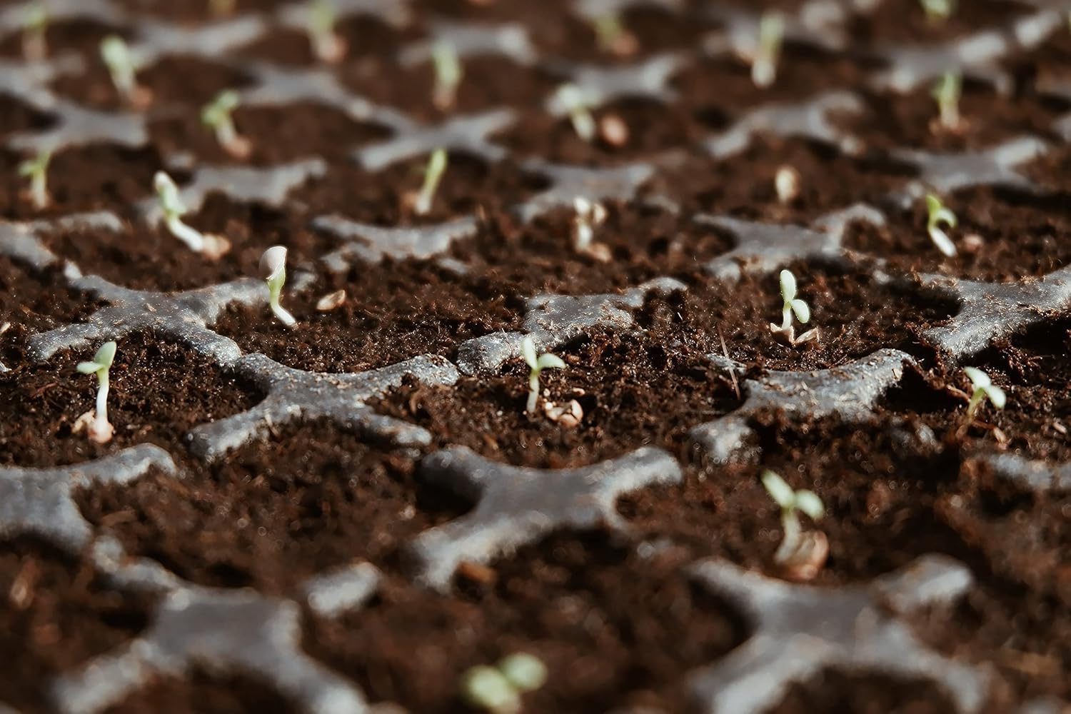 Red Lettuce Seeds - Lactuca sativa Vegetable Seeds - Image 4