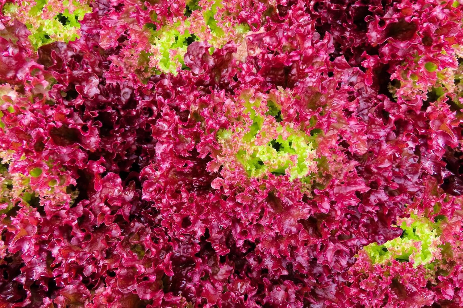 Red Lettuce Seeds - Lactuca sativa Vegetable Seeds - Image 5