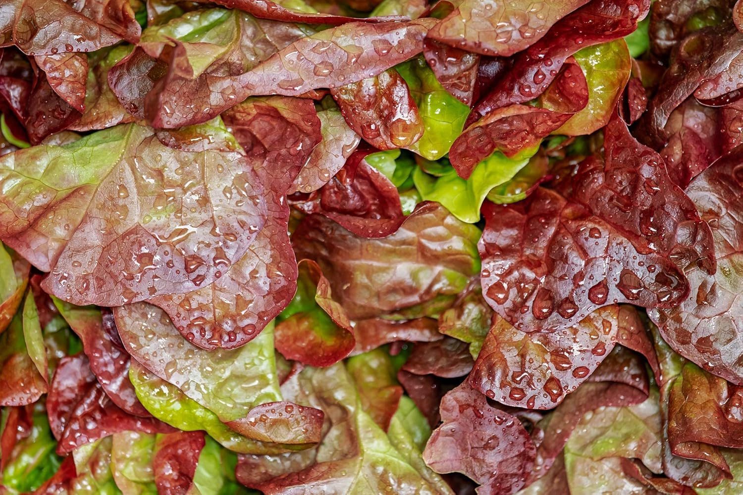 Red Lettuce Seeds - Lactuca sativa Vegetable Seeds - Image 6