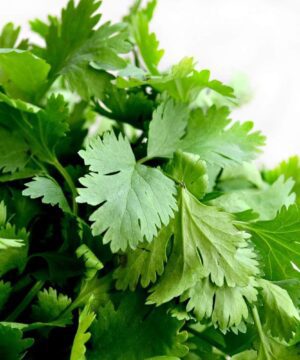 Coriander Seed, Cilantro, Chinese Parsley, Dhania Seed - Pack of 100 Seeds